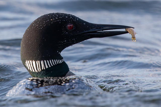 Loon & lunch.