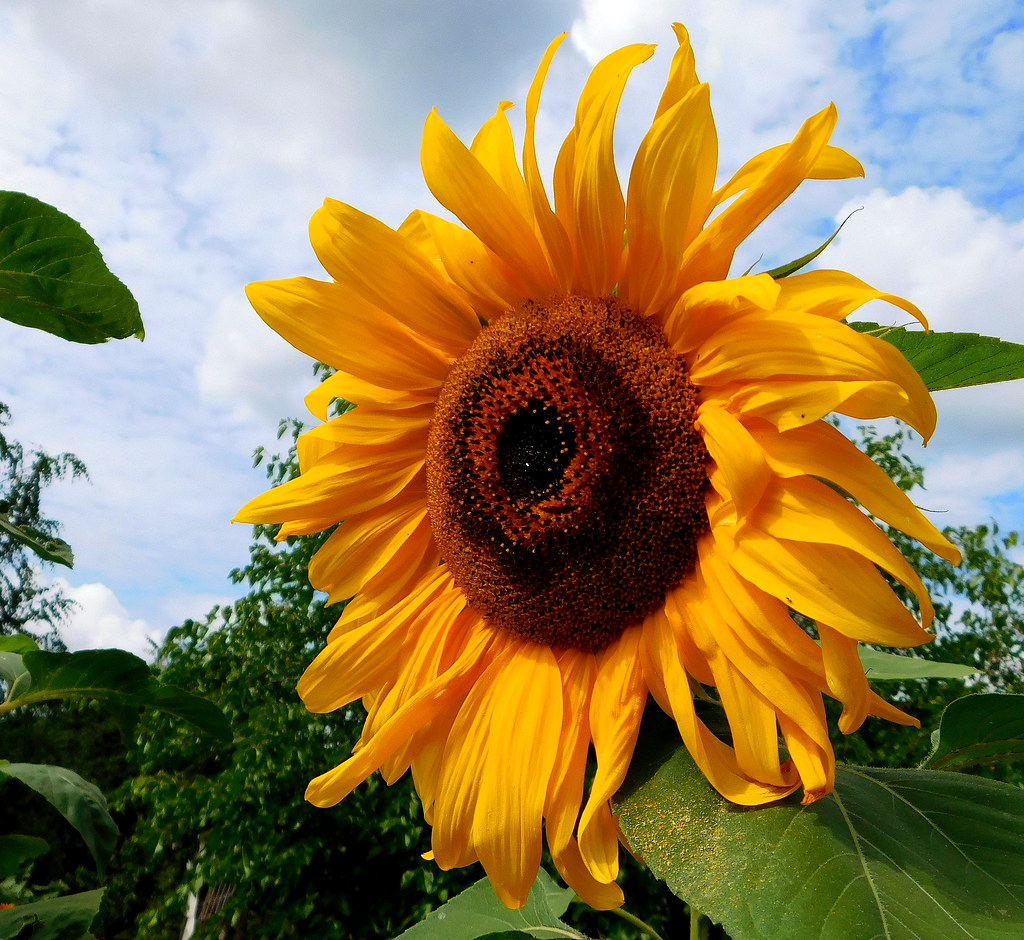Słonecznik. | Sunflower. | Andrzej Skałuba | Flickr