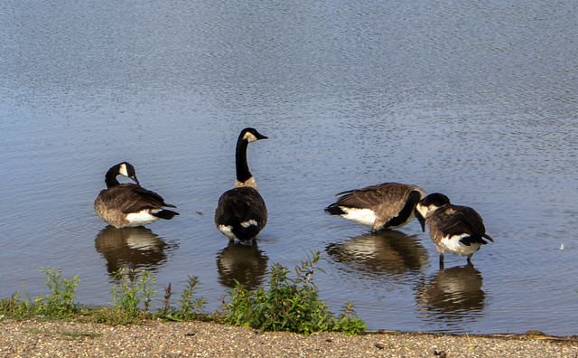 The geese family