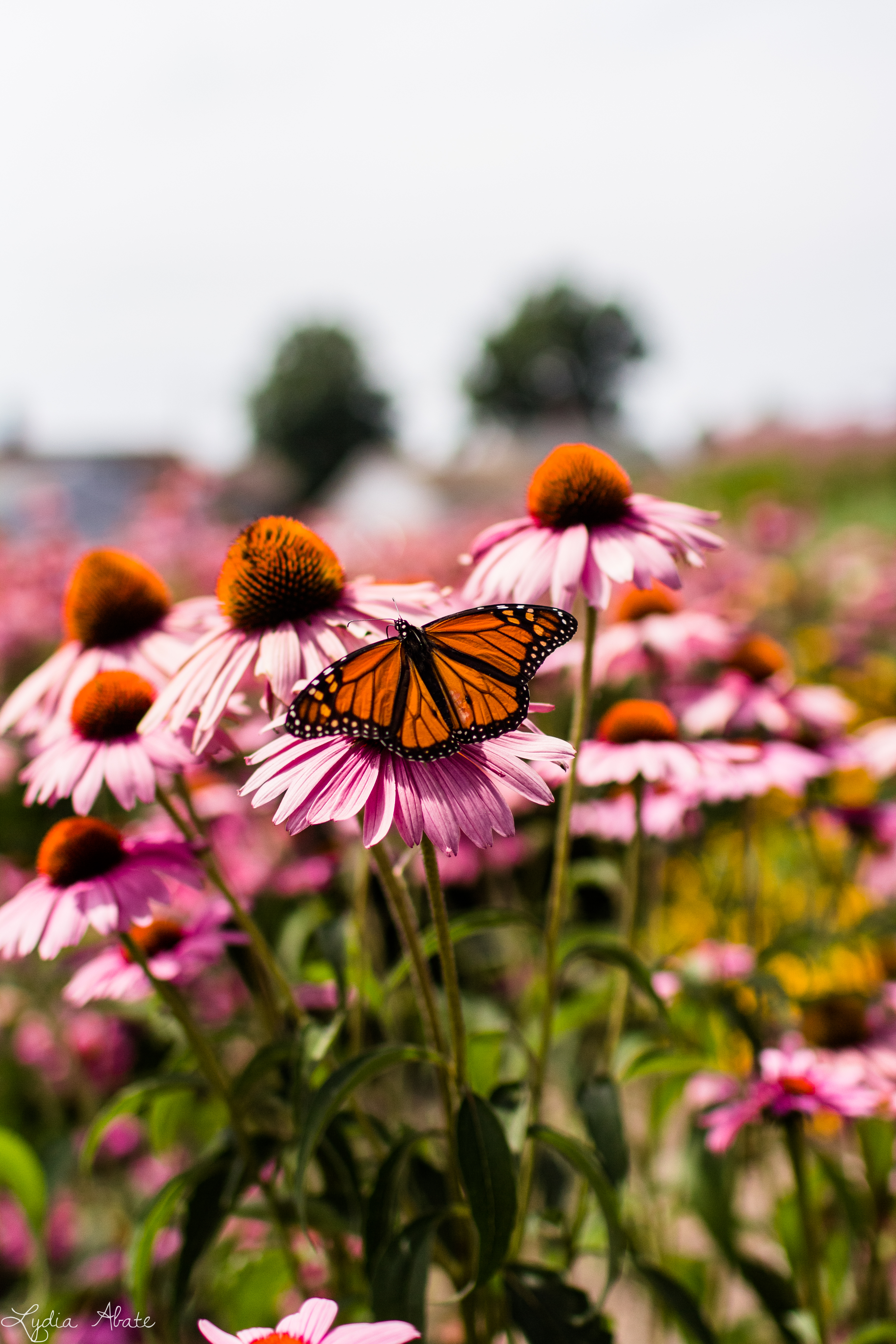 Monarch Butterfly-3.jpg