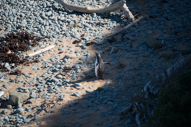 My very first wild penguin! Yellow-eyed Penguin.