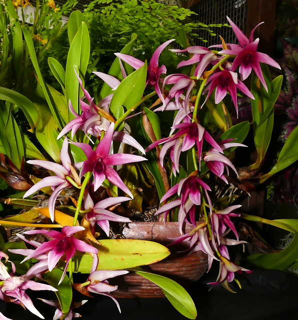 2019 orchids in the park, sfos show & sale, Epigenium lyonii species orchid 7-19*