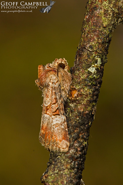 Rosy Minor Moth (Litoligia literosa)