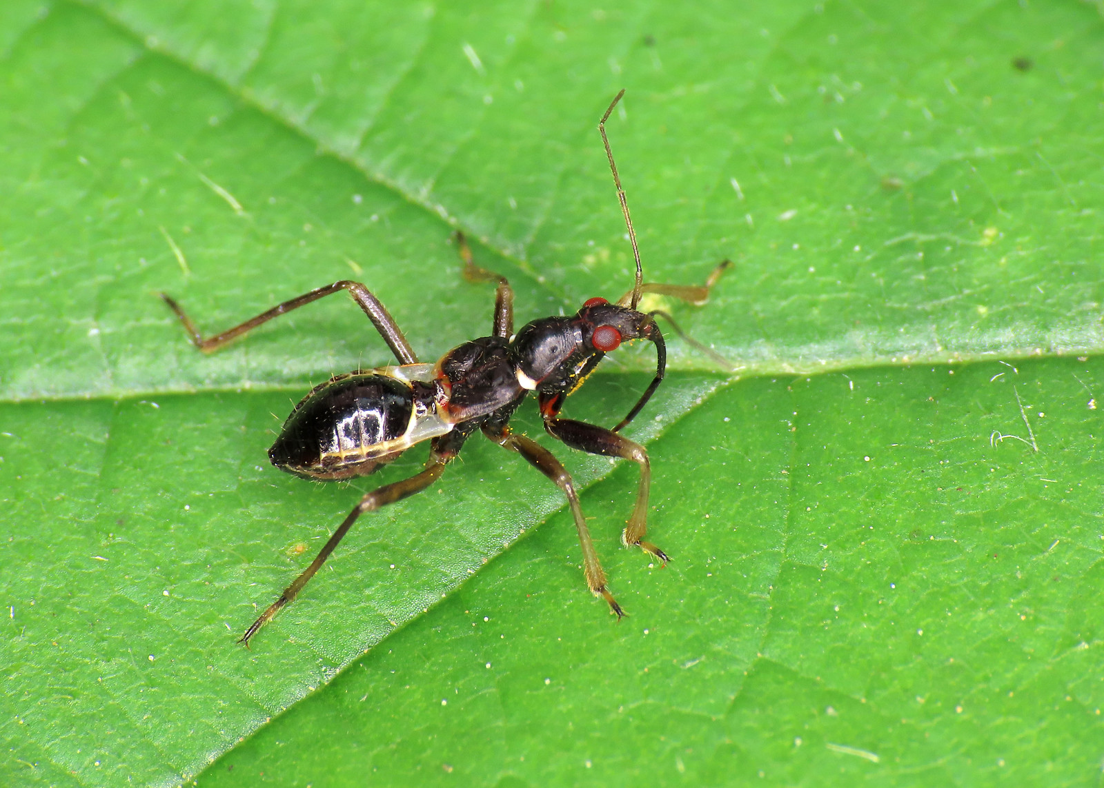 Ant Damsel Bug - Himacerus mirmicoides