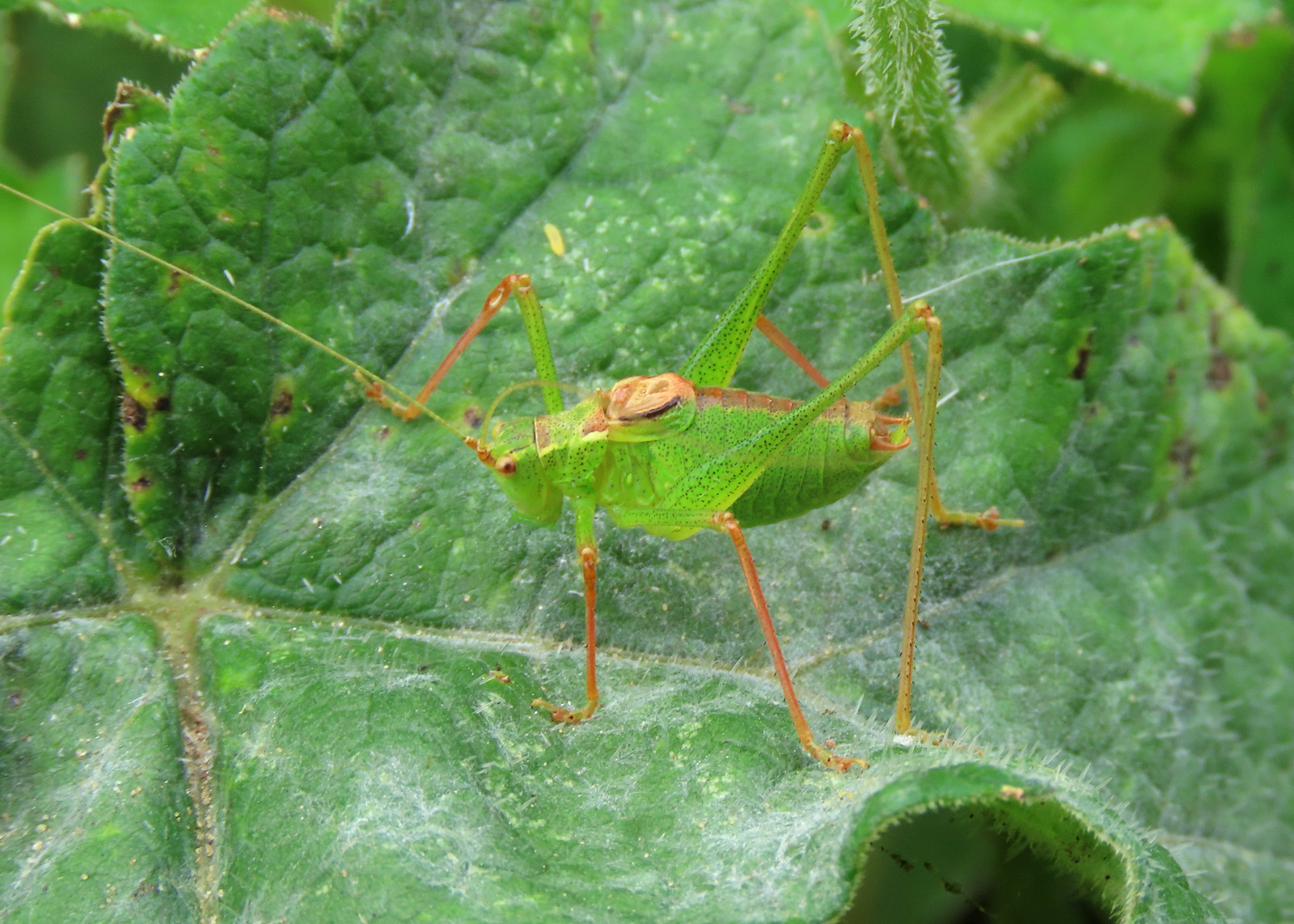 Speckled Bush-cricket - Leptophyes punctatissima