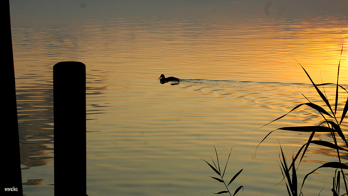 patos en la albufera Valencia