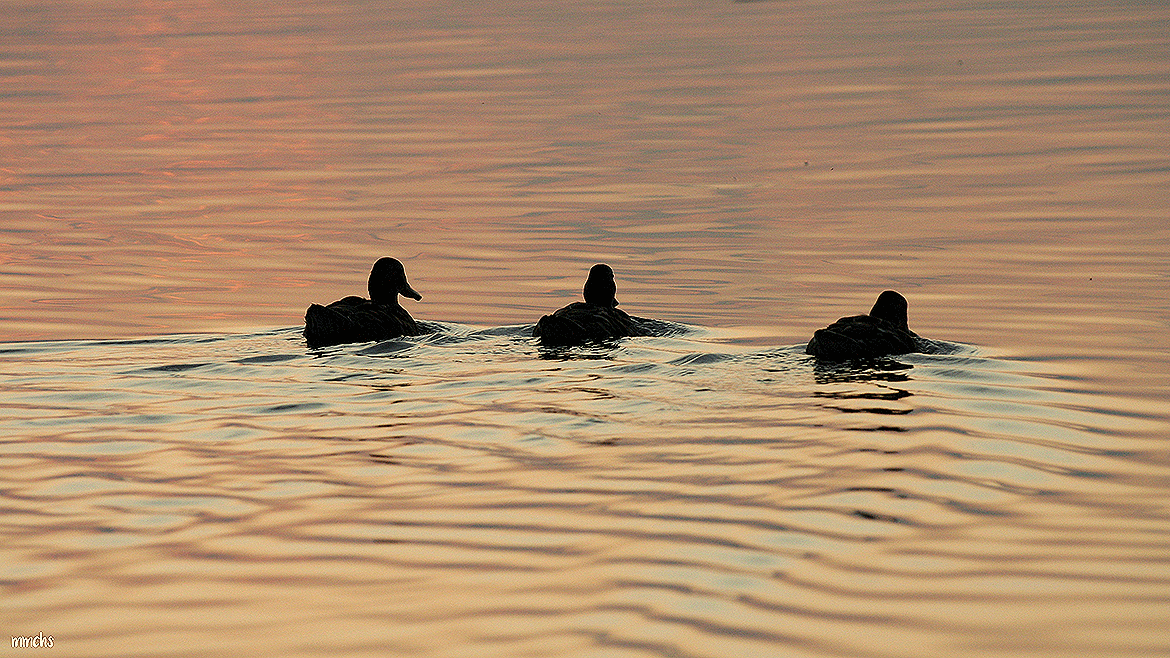patos en la albufera Valencia