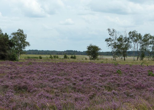1490710 panasonicdmcfz150 strabrechtseheide hei heath heathland noordbrabant nederland netherlands holland landschap landscape landschaft paysage ngc