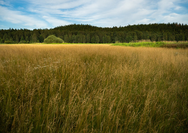 In a field near Bräkneån