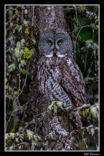 Great Grey Owl Framed-106
