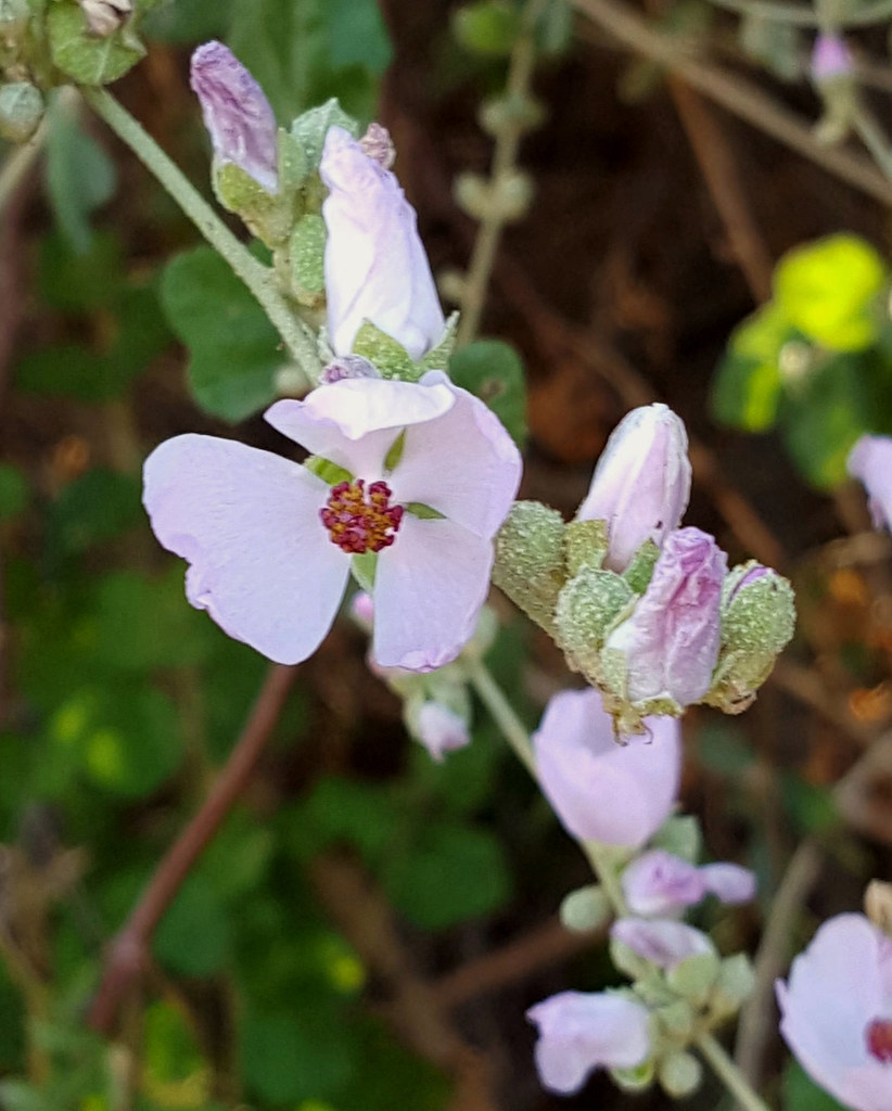 Bush Mallow Chaparral Bush-Mallow Malacothamnus fasciculatus | Crystal C… | Flickr