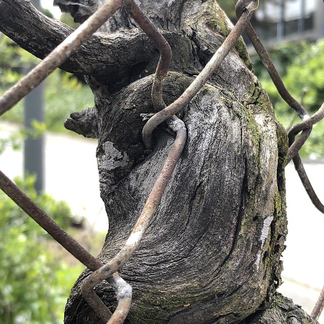 Tree subsuming a chain link fence