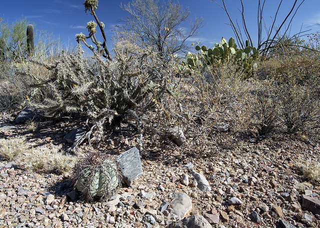 Echinocactus horizonthalonius var. nicholii, Eagle Claw cactus or Devil’s Head cactus in habitat, Pima County, Arizona