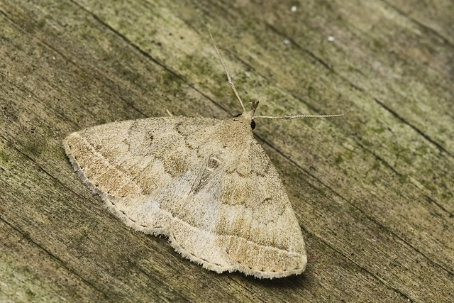 Wavy-lined Zanclognatha Moth, Zanclognatha jacchusalis
