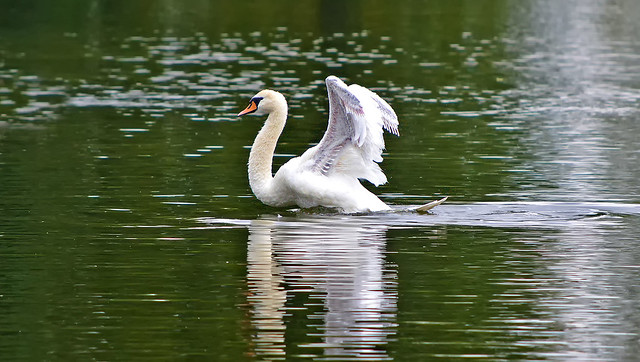 Swan Lake (Part two) 💙 Dancing Queen