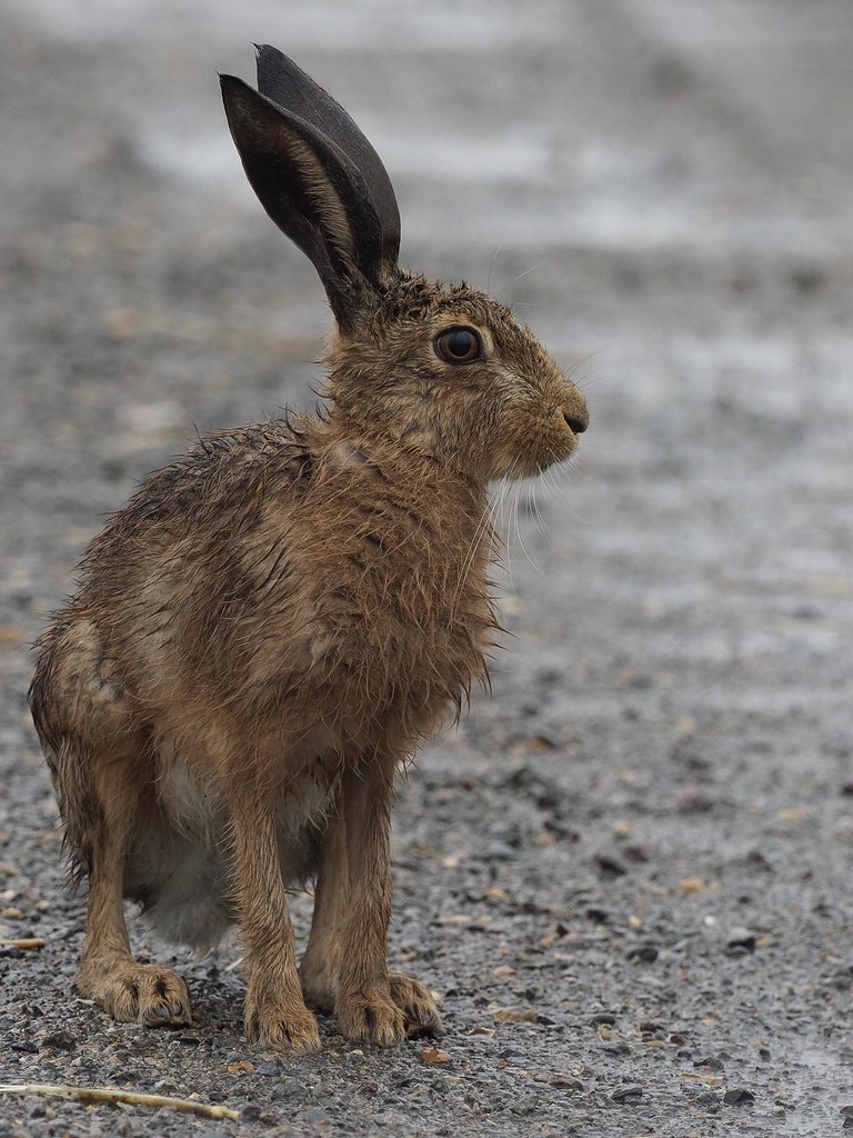 Brown Hare (Leveret) That day in July when it rained all day long.