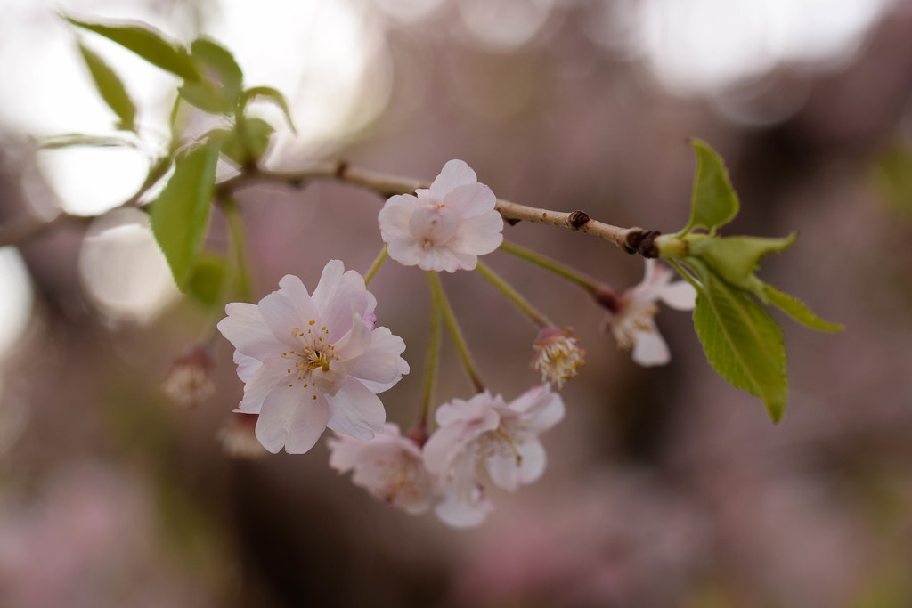 桜 - Sakura | Okubo, Tokyo, Japan 大久保、東京市、日本 | Laura Barrio | Flickr