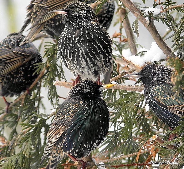 Common Starling (Sturnus vulgaris) Ad-W