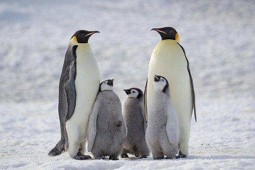 Emperor Penguins.