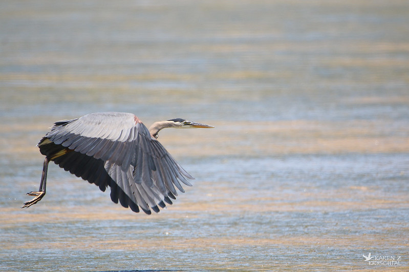 IMG_0947GreatBlueHeron