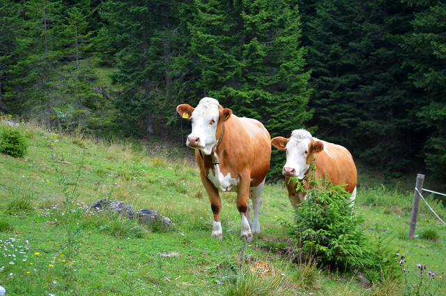 Curious Cows [Ugovizza - 11 August 2019]