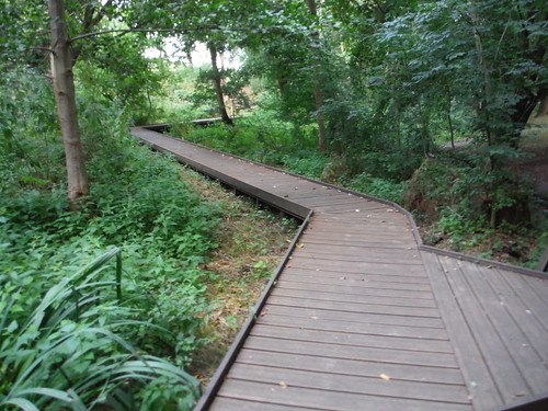 Boardwalk in Long Wood Local Nature Reserve SWC Short Walk 22 - Boston Manor to Osterley