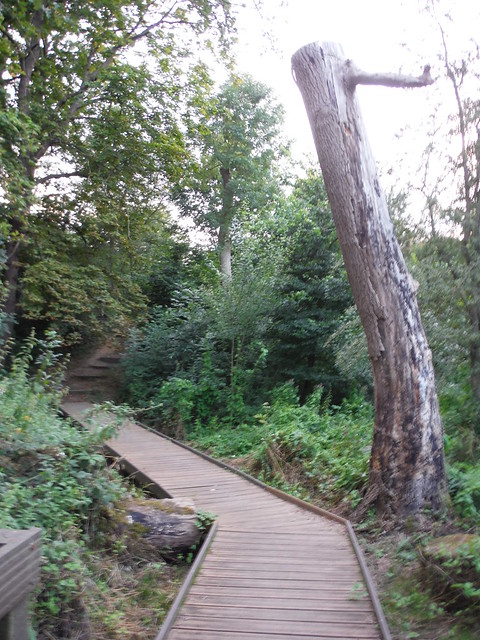 Boardwalk in Long Wood Local Nature Reserve SWC Short Walk 22 - Boston Manor to Osterley