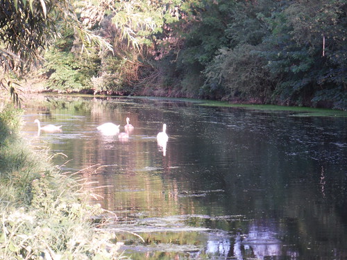 Swans and Cygnets on River Brent/Grand Union Canal SWC Short Walk 22 - Boston Manor to Osterley