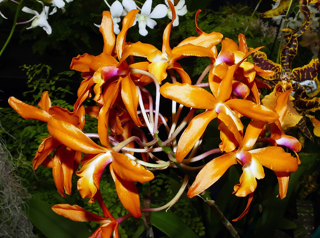 2019 orchids in the park, sfos show & sale, Laeliocatanthe (Lyonara) Hot Cocoa 'Cafe au Lait' hybrid orchid 7-19*