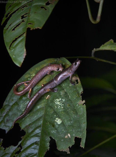 Neotropical salamander (Bolitoglossa sp.) mating pair