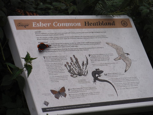 Butterfly on info panel with butterfly, Esher Common SWC Short Walk 17 - Oxshott Heath, Esher and West End Commons