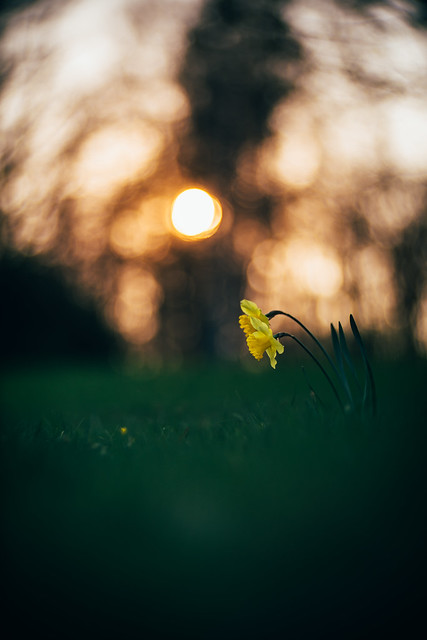 #381 - Daffodils / Narcisy