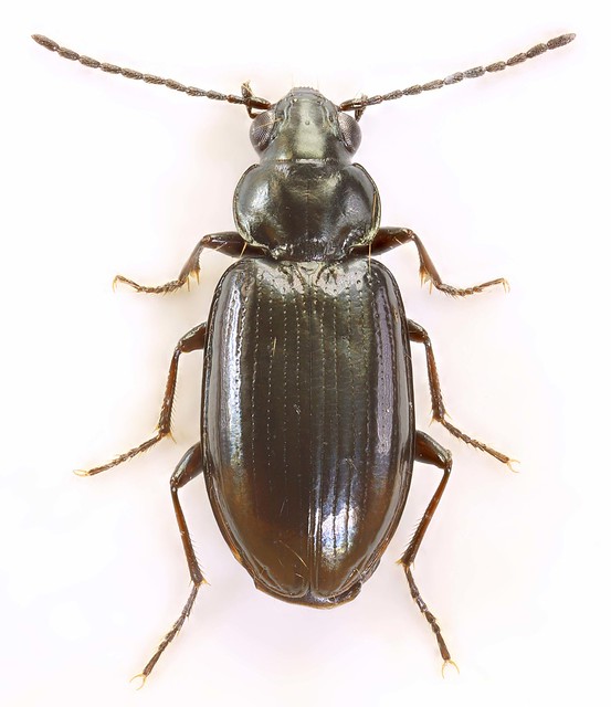 Bembidion aeneum, Holt, North Wales, May 2019