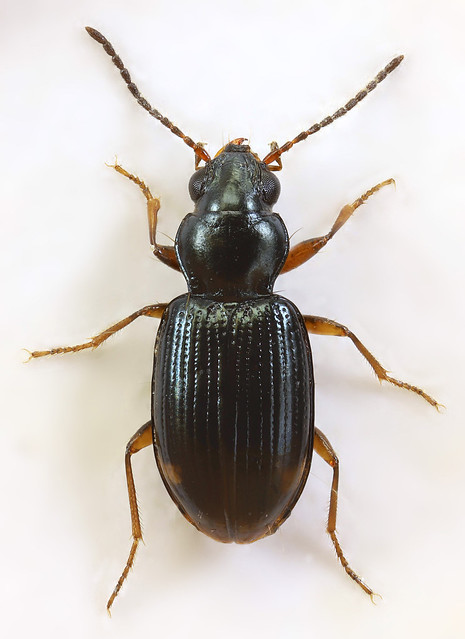 Bembidion assimile, Farchynys, North Wales,  June 2019