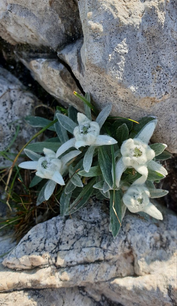 Stella Alpina Mountain Flower Capturethedetails Flickr