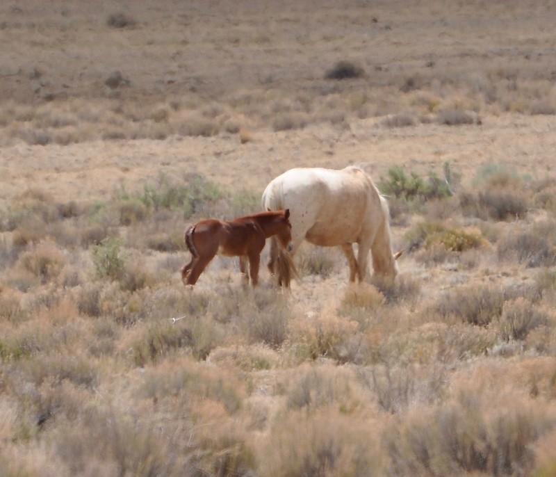 Wild Horses! ~ Road 7950 To Chaco Canyon