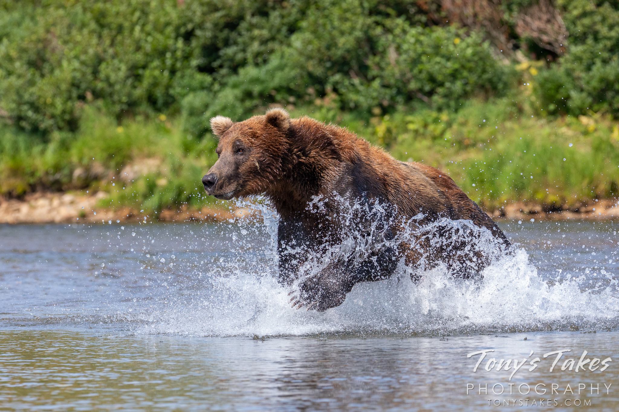 Alaskan brown bear in hot pursuit