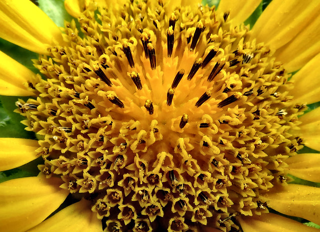 Zentrum der Sonnenblume