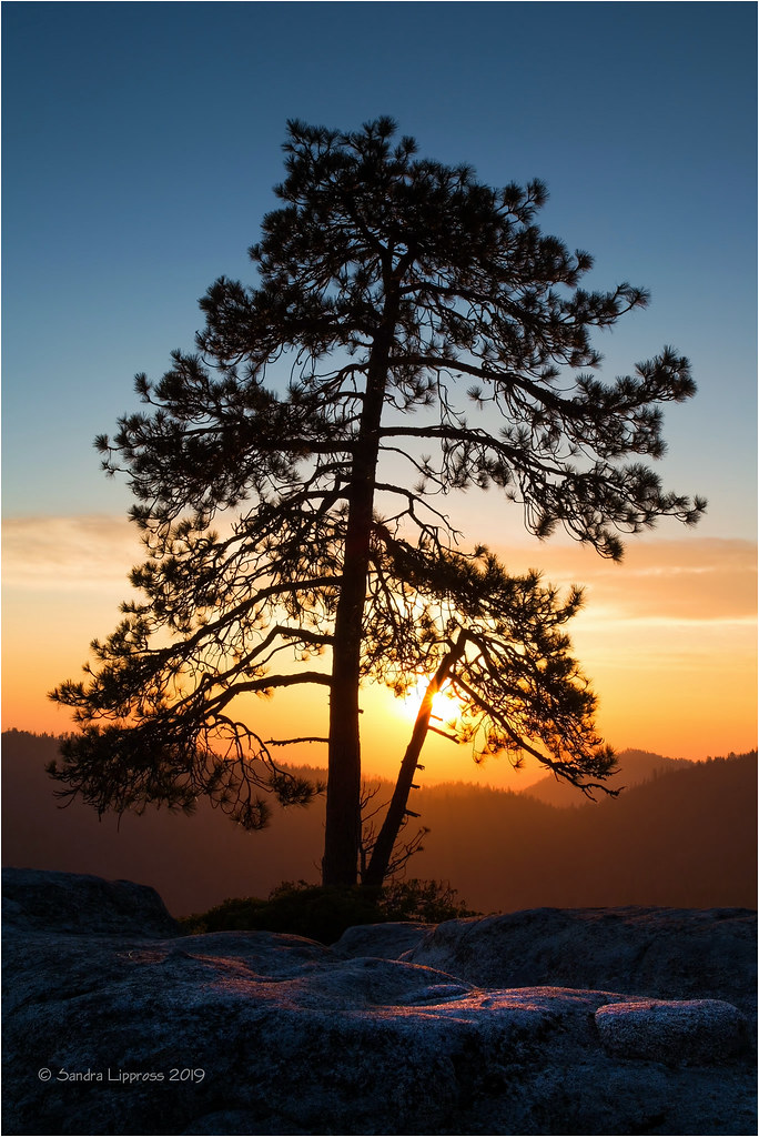 Lone Pine | Sunset at Beetle Rock, Sequoia National Park, Ca… | Flickr