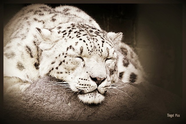 Leopard / Big Cat