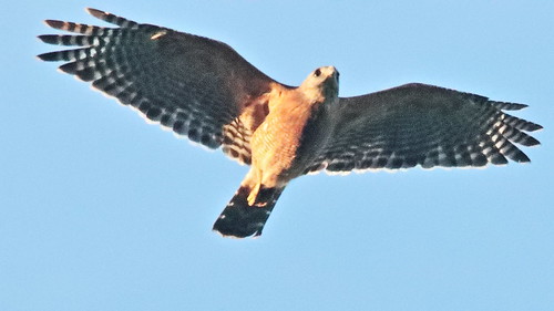 Red-shouldered Hawk 05-20190813