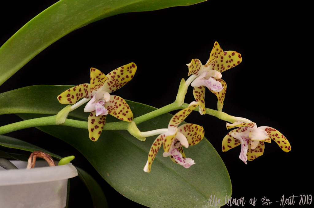 Phalaenopsis Little One (japonica x hygrochila) 48529316852_eab579723f_b