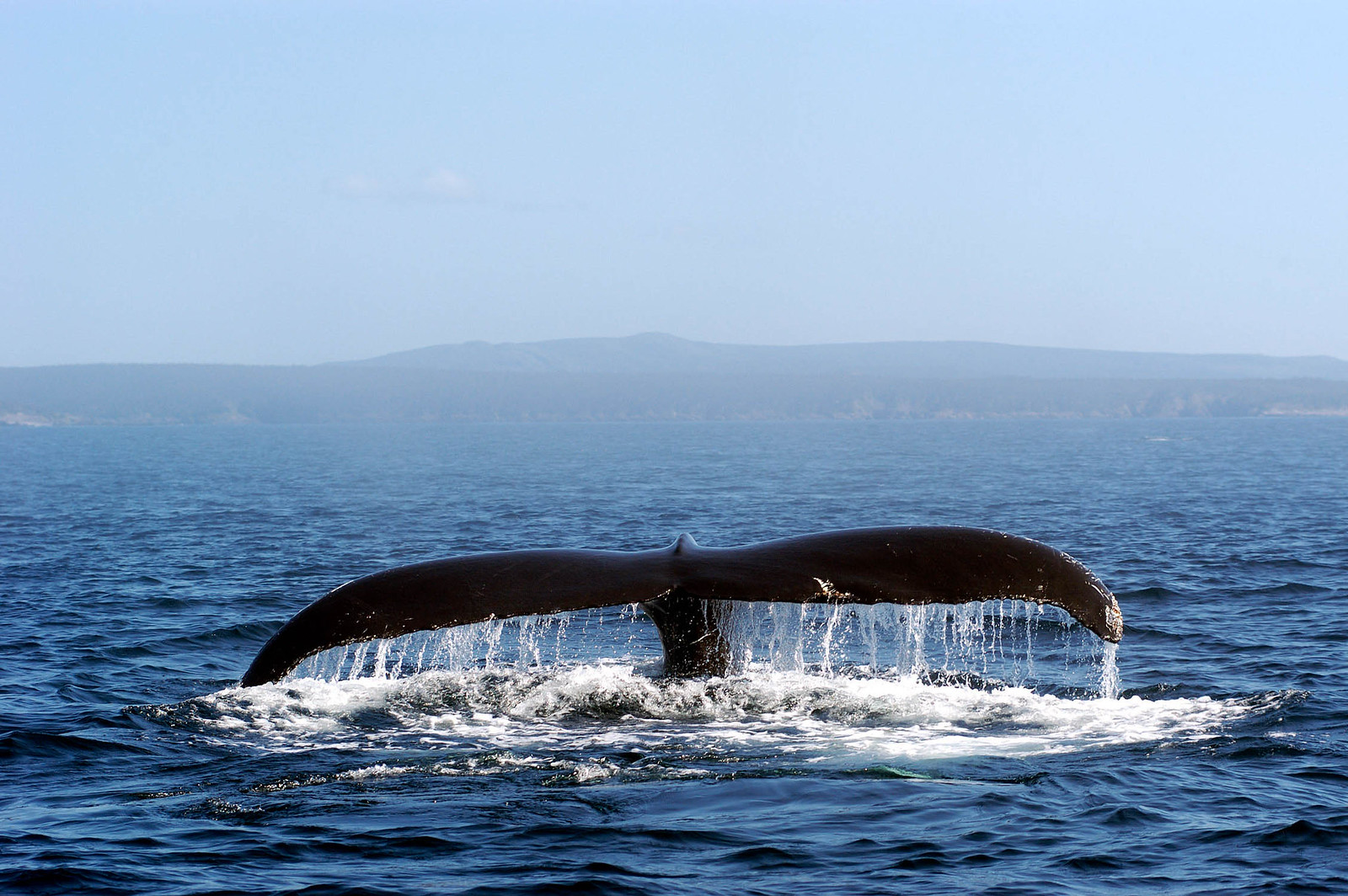 Hampback whale tail off the coast of Newfoundland Canada