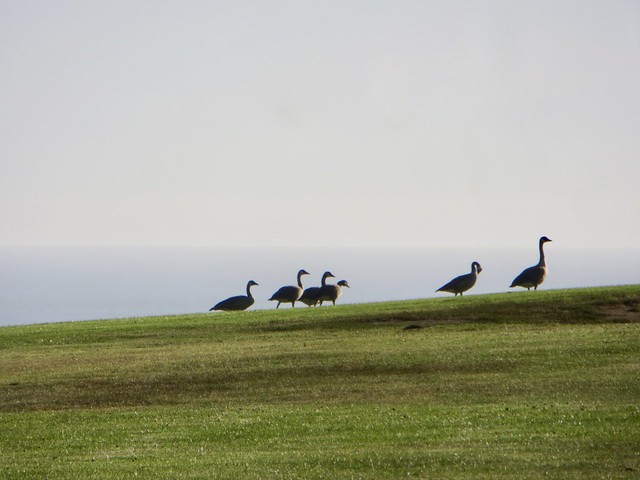 goose horizon