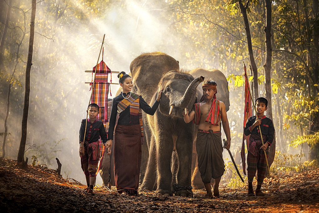 Elephant mahout portrait. Wild elephant ritual ceremony of Surin people. The Kuy (Kui) People of Thailand. The mahout and the elephant at surin, Thailand.