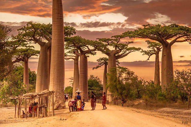 Petite échoppe et grands baobabs
