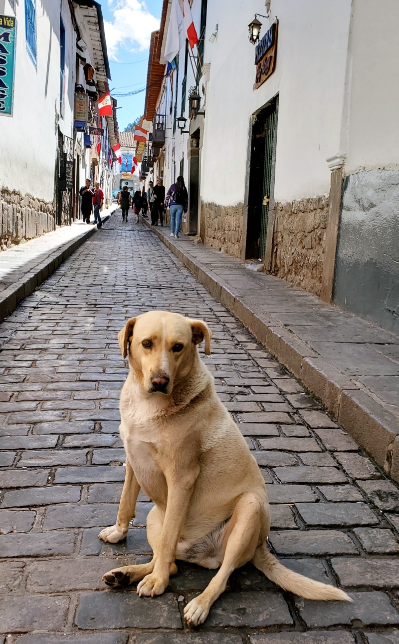 Cusco street dog