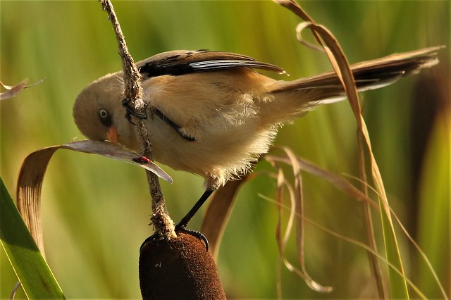 Juvenile Male Bearded Tit and a pair of very unfortunate mating Cardinal Beetles