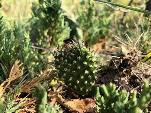 Douglas Provincial Park - cactus on the trail
