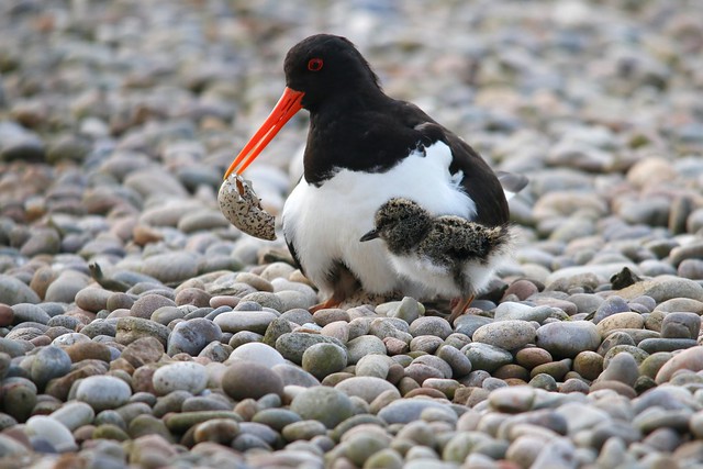 Oystercatcher tidying up the nest on the roof of Harris Academy, Dundee